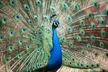 Fototapeta premium Amazing blue peacock with eyelike markings on tail