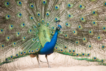 Obraz premium Beautiful peacock with eyelike markings on the tail