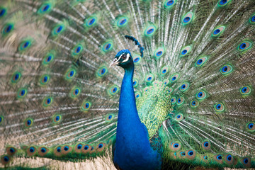 Obraz premium Beautiful blue make peafowl with erected tail on the background