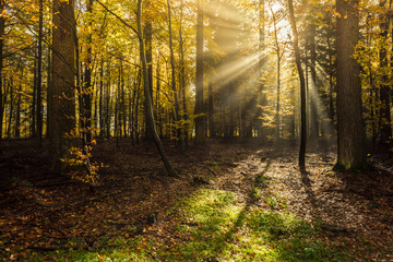 Beautiful quiet forest with a sun-drenched atmosphere