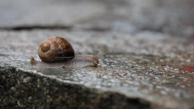 SLO MO, Lockdown, A snail moving across a wet stone