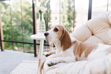 Beautiful photo of graceful beagle dog looking away while resting on balcony beside table with roses. Outdoor portrait of cute puppy lies on white sofa on terrace in summer morning.