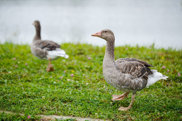 Obraz na płótnie Canvas two gray goose walking on green grass