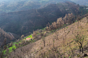 Fototapeta na wymiar Burnt forest trees eucalyptus Monchique, Portugal, after fires. Natural disasters.