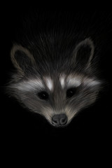 raccoon
