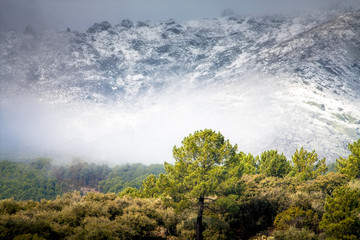 Obraz premium Pinar con la Sierra de Gredos, Ávila, al fondo.