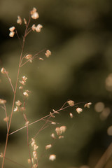 Plante séchée marron sur fond abstrait