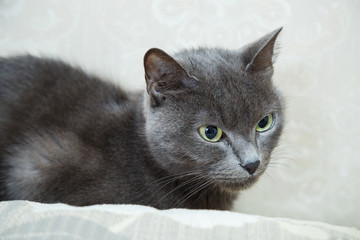 Beautiful pet cat with beautiful eyes