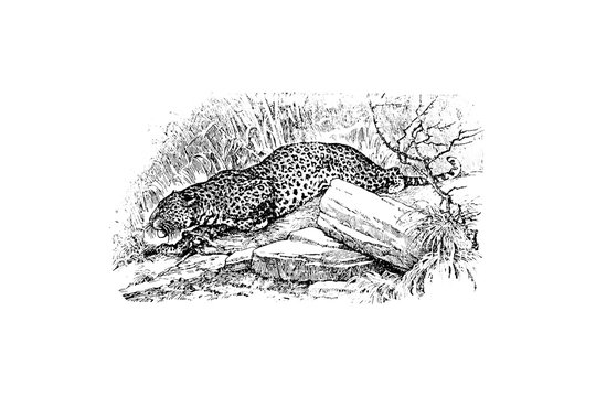 Leopard - Vintage Engraved Illustration 1889