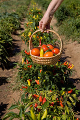 Basket full of vegetables