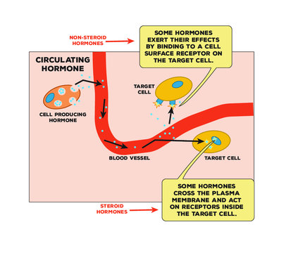 Steroid And Non-Steroid Hormones