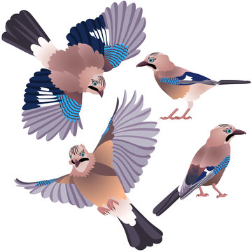 Four poses of natural looking birds Eurasian jay