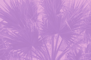 Fototapeta na wymiar Violet pink tropical and palm leaves background, ultraviolet neon colors