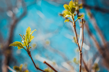 first spring gentle leaves, buds and branches on blurred background