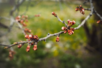 first spring gentle leaves, buds and branches on blurred background