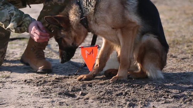 A service dog with a sapper detects mines in the ground. Minesweeper puts a red mark next to a discovered mine. A sapper with a dog is looking for mines. Mine clearance concept with service dogs.