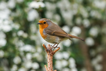 European  Robin (Erithacus rubecula) perches in a spring garden