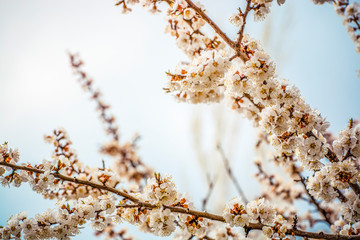 apricot branch blossoming in white flowers against the sky
