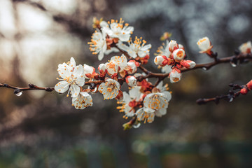 apricot branch blossoming in white flowers against the sky