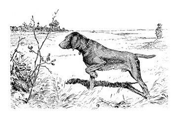 Hunting Dog - Vintage Engraved Illustration 1889
