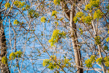 first spring gentle leaves, buds and branches on blurred background