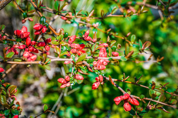 Flowers of henomeles in spring in the garden.