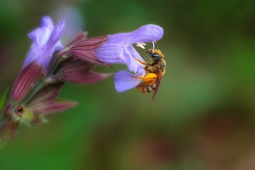 Naklejka premium Abeille pollinisation
