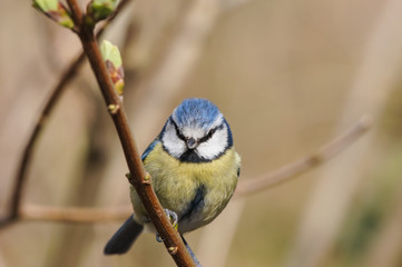 Eurasian blue tit (Cyanistes caeruleus)