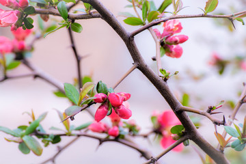 Flowers of henomeles in spring in the garden.