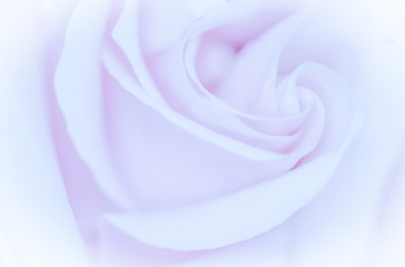 Soft focus, abstract floral background, purple rose flower. Macro flowers backdrop for holiday brand design