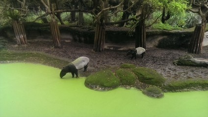 Black White Tapir is drinking in a neon green lake, a gibbon is hanging in the tree