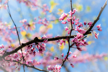 purple spring blossom of Eastern Redbud, or Eastern Redbud Cercis canadensis sunny day.