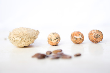 Semente de lichia e manga .Lychee seed, next to mango seed, on white background