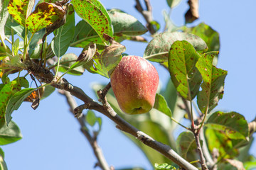  Fresh red and green apples on a tree