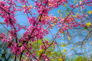 purple spring blossom of Eastern Redbud, or Eastern Redbud Cercis canadensis sunny day.