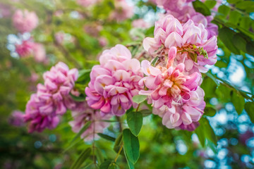 Fototapeta premium Pink acacia flower (Robinia pseudoacacia).