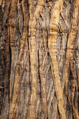 Obraz premium old tree bark texture background