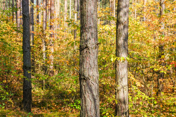Obraz premium view of a colorful autumn forest