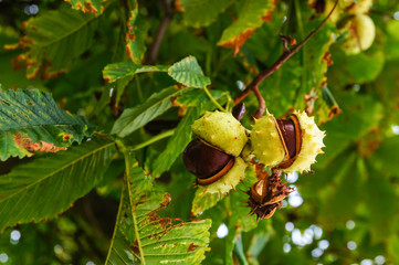 Conkers on a horse chestnut tree
