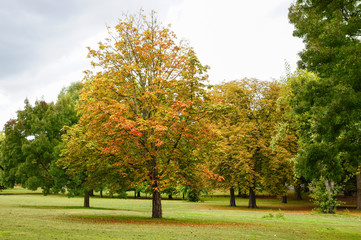 Fototapeta na wymiar Horse-chestnut conker tree in a park