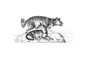 Dingo Dog - Vintage Engraved Illustration 1889