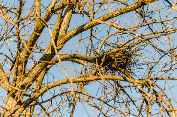  An abandoned bird's nest in a tree top