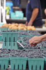 Woman Sampling the Goods: Blueberries in Pint Boxes at Farm Market