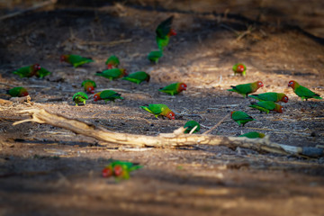 Lilians Lovebird - Agapornis lilianae also known as the Nyasa lovebird, is a small African parrot species of the lovebird genus. It is mainly green and has orange on its upper chest and head © phototrip.cz