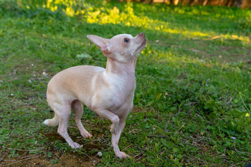 Chiguagua playing in the park. Chiguagua breed dog playing in the field.