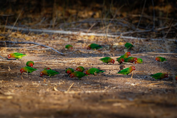 Lilians Lovebird - Agapornis lilianae also known as the Nyasa lovebird, is a small African parrot species of the lovebird genus. It is mainly green and has orange on its upper chest and head © phototrip.cz
