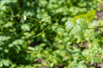 Garden plants in quiet garden. Healthy growth for your nutritious vegetables