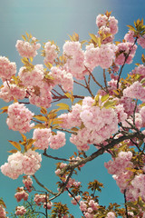 Tree blossoming pink cherry wich clear sky