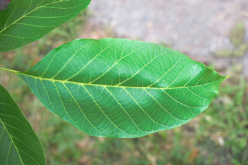 Fresh green walnut (Juglans regia) leaf on a blurred natural background.