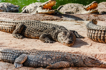 Crocodiles bask in the sun on the river Bank